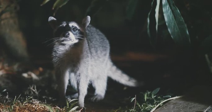 Raccoon (Procyon lotor) scavenging for food at night. Rare footage.