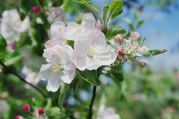 Flowers of apple on the background of blue sky