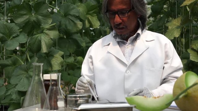 Senior Asian agricultural research scientist using brix refractometer sweet test tool for testing sugar and sweetness level at melon farm field
