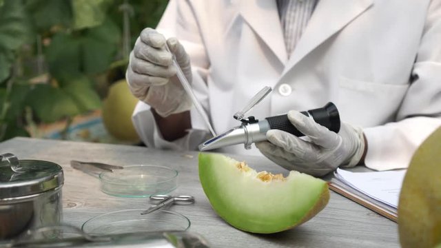 Agricultural research scientist using brix refractometer sweet test tool for testing sugar and sweetness level at melon farm field