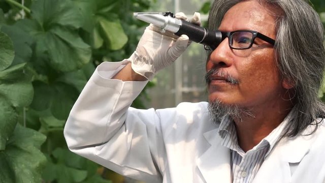 Senior Asian agricultural research scientist using brix refractometer sweet test tool for testing sugar and sweetness level at melon farm field