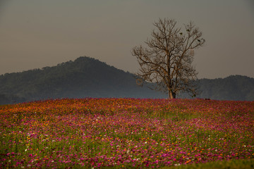 Flower garden in the evening at Chiang Rai province Thailand