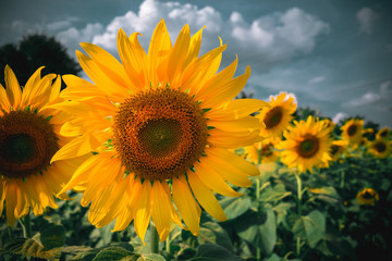 Fototapeta premium close up sunflower with clound sky 