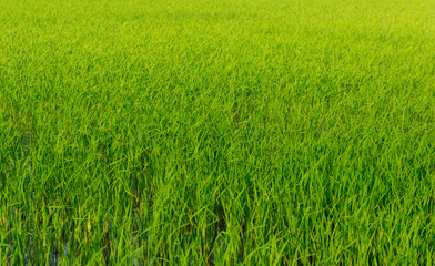 Close up seedlings in rice fields are pregnant.Before the golden paddy rice.