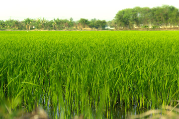 Close up seedlings in rice fields are pregnant.Before the golden rice.