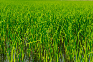 Obraz premium Seedlings in paddy fields or rice field