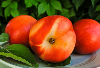 Ripe yellow-red orange peaches. Fresh harvest. The best healthy snack.Colorful fruits in white bowl on green grass. Flat lay of plates with Ripe peach fruits.Top view. Healthy food for picnic. 