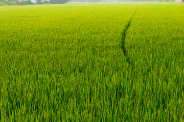 Rice field is break in to a pathway.