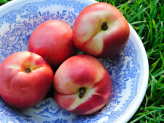 Ripe yellow-red orange peaches. Fresh harvest. The best healthy snack.Colorful fruits in white bowl on green grass. Flat lay of plates with Ripe peach fruits.Top view. Healthy food for picnic. 