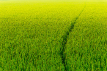 Fototapeta na wymiar Rice field is break in to a pathway.