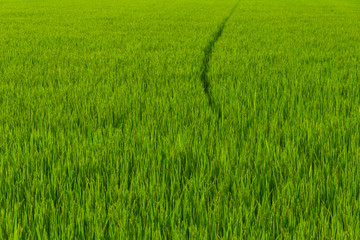Obraz na płótnie Canvas Rice field is break in to a pathway.
