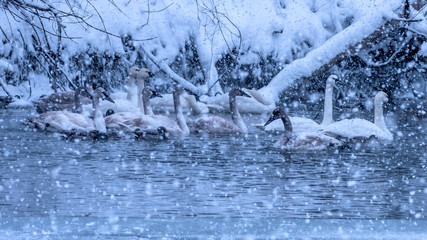 Swans are playing in open water of a lake under heavy snow shower
