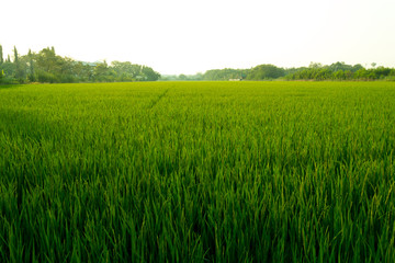 Obraz premium Seedlings in paddy fields or rice field
