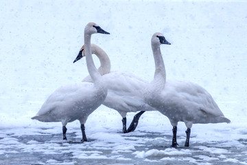 Obraz premium Swans and ducks are playing in open water of a lake at early spring time 