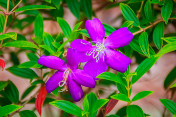 Beautiful blooming Indian Rhododendron (Osbeckia stellata Ham.) violet wild flower