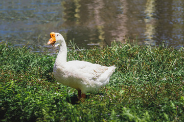 Goose  breed  