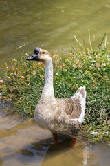Goose  breed  "Chinese" stand on water at grass  river side.