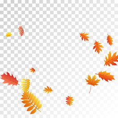 Oak, maple, wild ash rowan leaves vector, autumn foliage on transparent background.