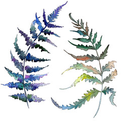 Fern Green leaf. Plant botanical garden floral foliage. Watercolor background set. Isolated fern illustration element. © yanushkov