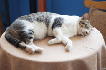 big cat sleep on the desk 