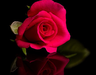 Pink Rose Flower Reflecting on Black Background
