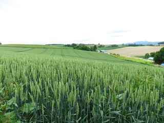 小麦畑