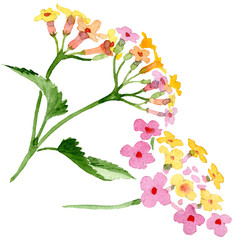 Pink lantana floral botanical flower. Watercolor background illustration set. Isolated lantana illustration element.