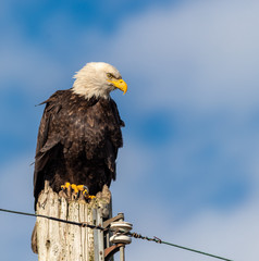 Handsome Bald Eagle