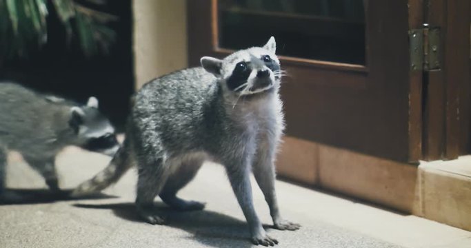 Raccoon (Procyon lotor) scavenging for food at night. Rare footage.