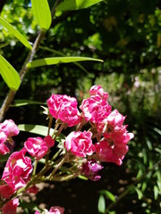 Hermosas flores color rosa
