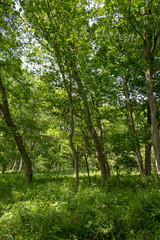 Spring fresh green landscape, Park in Funabashi City, Chiba prefecture, Japan