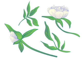 Vector White peony floral botanical flower. Black and white engraved ink art. Isolated peonies illustration element.