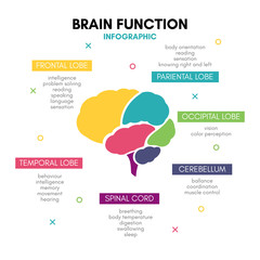 Creative human brain infographic concept lobe mind - obrazy, fototapety, plakaty