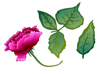 Vector Purple Rose floral botanical flower. Purple engraved ink art. Isolated rose illustration element.