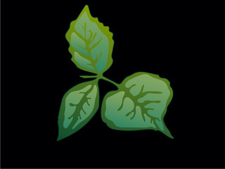 Vector Rose Green leaf floral botanical flower. Green engraved ink art. Isolated rose illustration element.