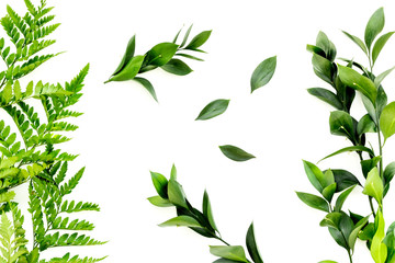 Spring background with young green plants and leaves on white background top view