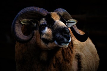 Portrait of a muflon, in a countryside farm.