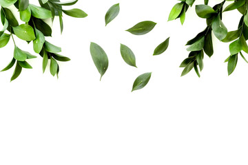 Spring green plants, sprigs, leaves border on white background top view space for text border