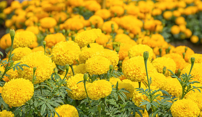 Yellow Marigold  flowers or Tagetes erecta in garden.