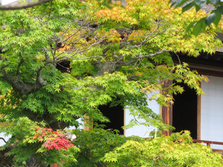 日本庭園の紅葉前
