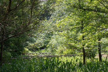 Spring fresh green landscape, Park in Funabashi City, Chiba prefecture, Japan