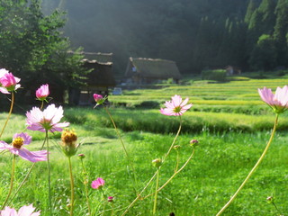 水田とコスモス