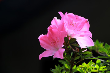 Satsuki azalea bonsai pink fowlers blooming in the beautiful sunshine With a black background. Copy Space for design care Valentine's Day.
