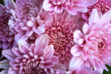 pink chrysanthemum