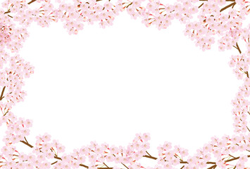 桜　春　花　背景 