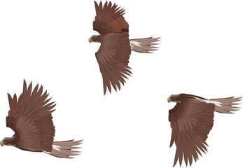 Flying eagles and hawks vector set isolated on white