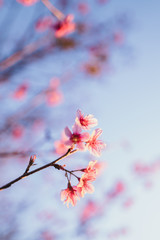 Spring blossom pink flowers Beautiful nature sky