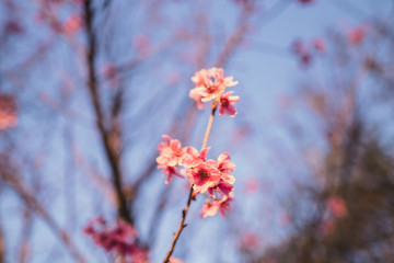 Spring blossom pink flowers Beautiful nature sky