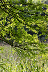 Obraz premium Fresh green trees, Park in Funabashi City, Chiba prefecture, Japan