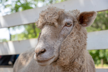 Sheep she can touch, Park in Funabashi City, Chiba prefecture, Japan